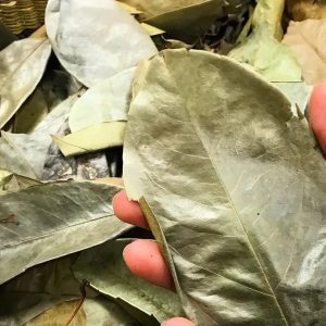 how soursop tea leaves look like and how to prepare the soursop leaves tea