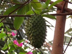 does soursop fights cancer