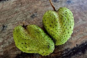 how soursop fruit tree looks like