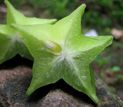 my dog ate carambola starfruit what to do