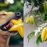 Can Dogs Eat Starfruit aka Carambola?