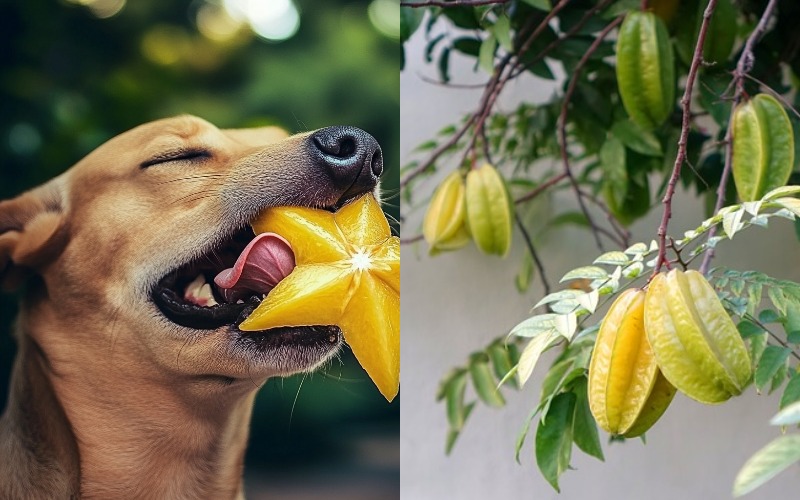 Can Dogs Eat Starfruit aka Carambola?