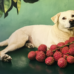 Can Dogs Eat Lychees?